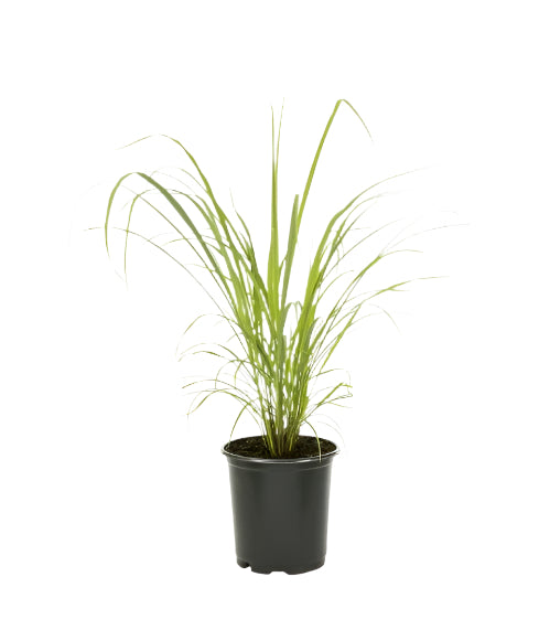 Lemongrass Plant